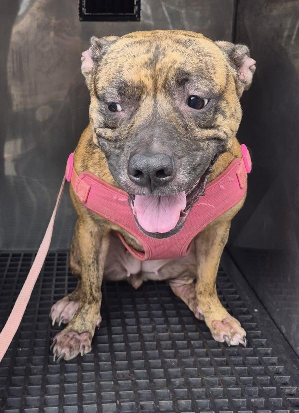 Pen 145 Dahlia, Adoptable, Adult Female Pit Bull Terrier.
