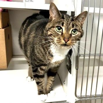 Enlarge Moxxi, a Adoptable Domestic Short Hair in Novelty, OH image 1/3