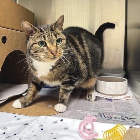 Enlarge Moxxi, a Adoptable Domestic Short Hair in Novelty, OH image 2/3