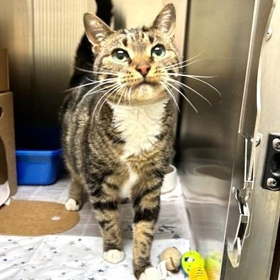 Enlarge Moxxi, a Adoptable Domestic Short Hair in Novelty, OH image 3/3