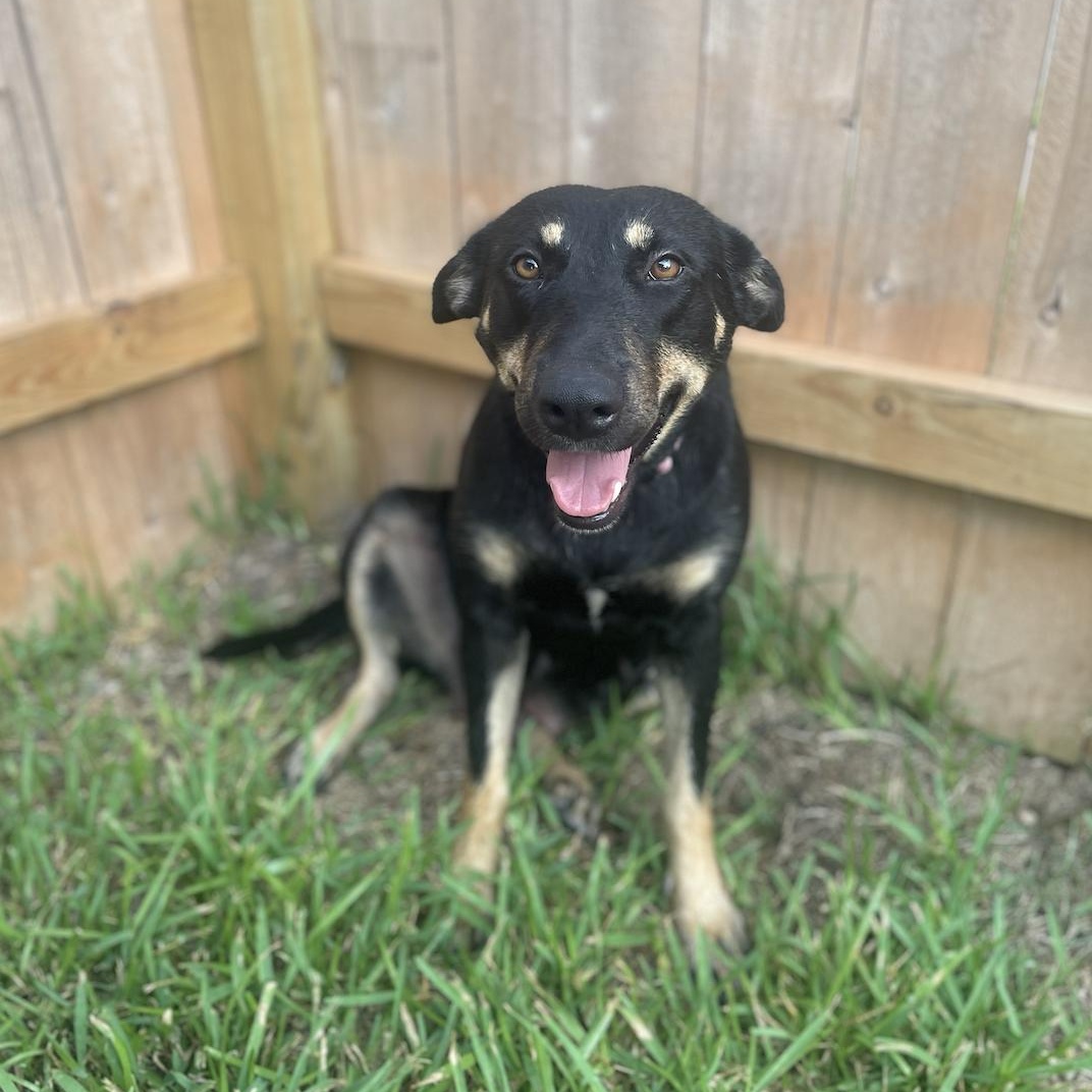 Ghirardelli, Young Female Shepherd