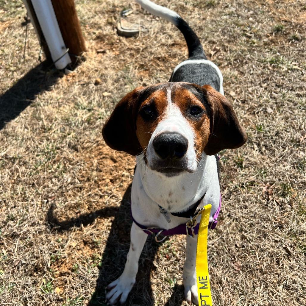 Walker, a Adoptable mixed breed in Falls Church, VA image 5/6