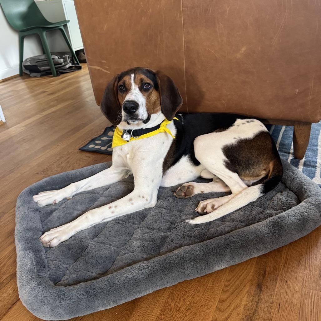 Walker, a Adoptable mixed breed in Falls Church, VA image 6/6