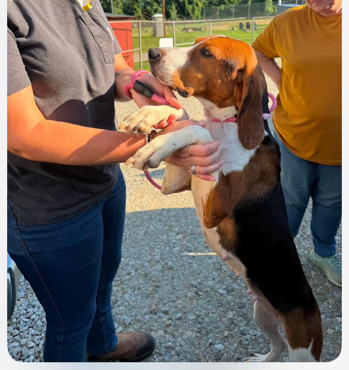 Tammy cs, a Adoptable mixed breed in Columbia, MD image 2/5