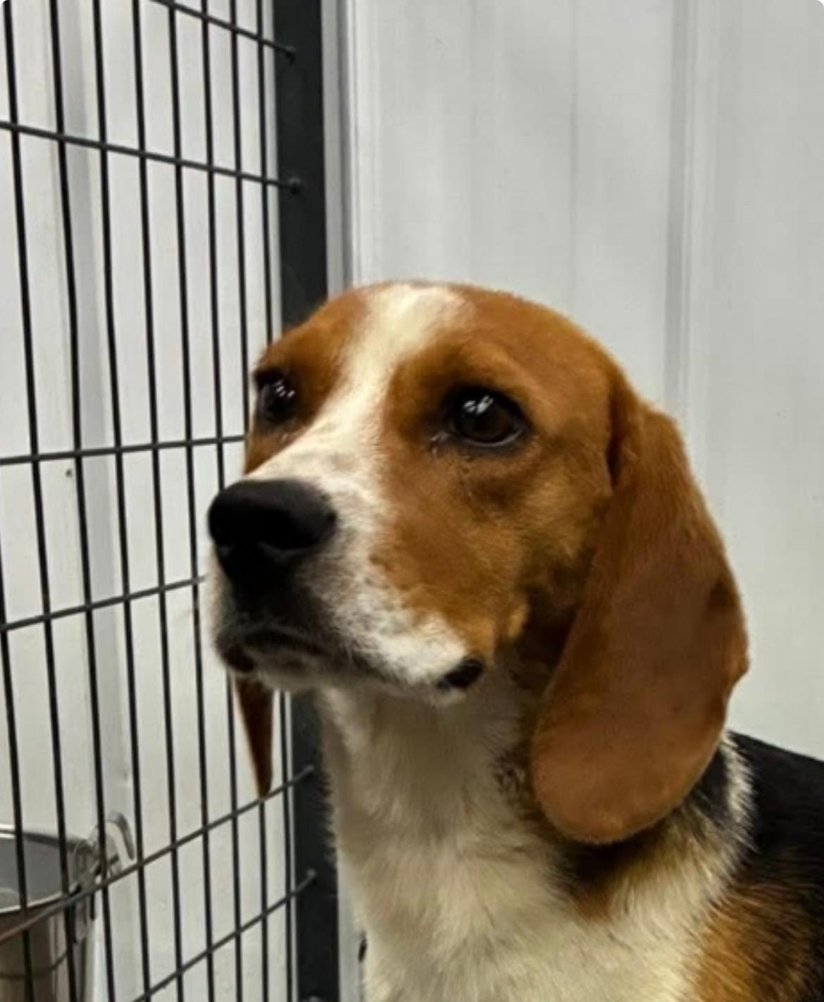 Tammy cs, a Adoptable mixed breed in Columbia, MD image 5/5
