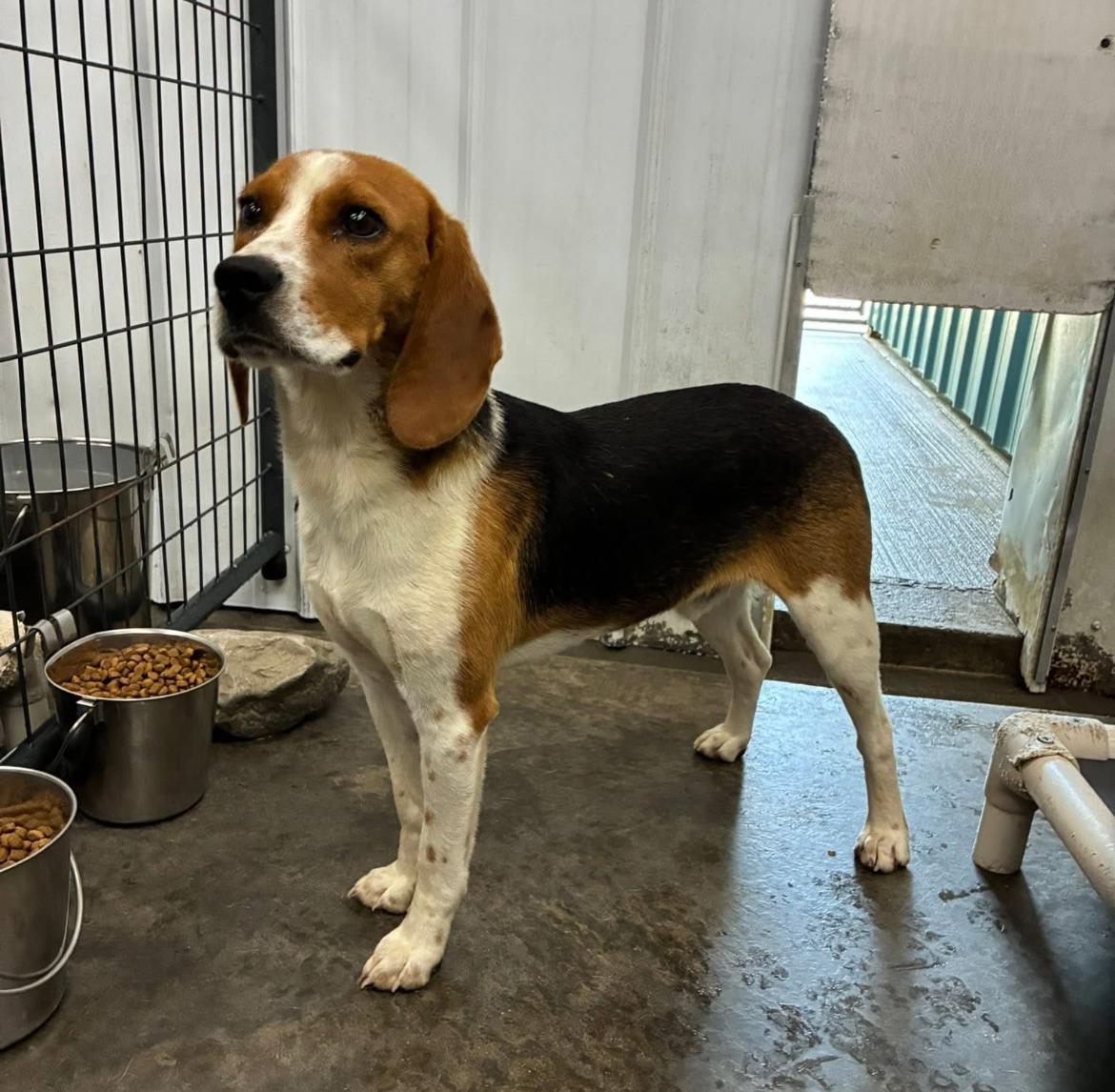 Tammy cs, a Adoptable mixed breed in Columbia, MD image 3/5