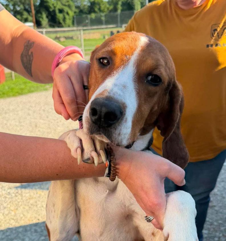 Tammy cs, Adoptable, Adult Female American Foxhound & Hound.