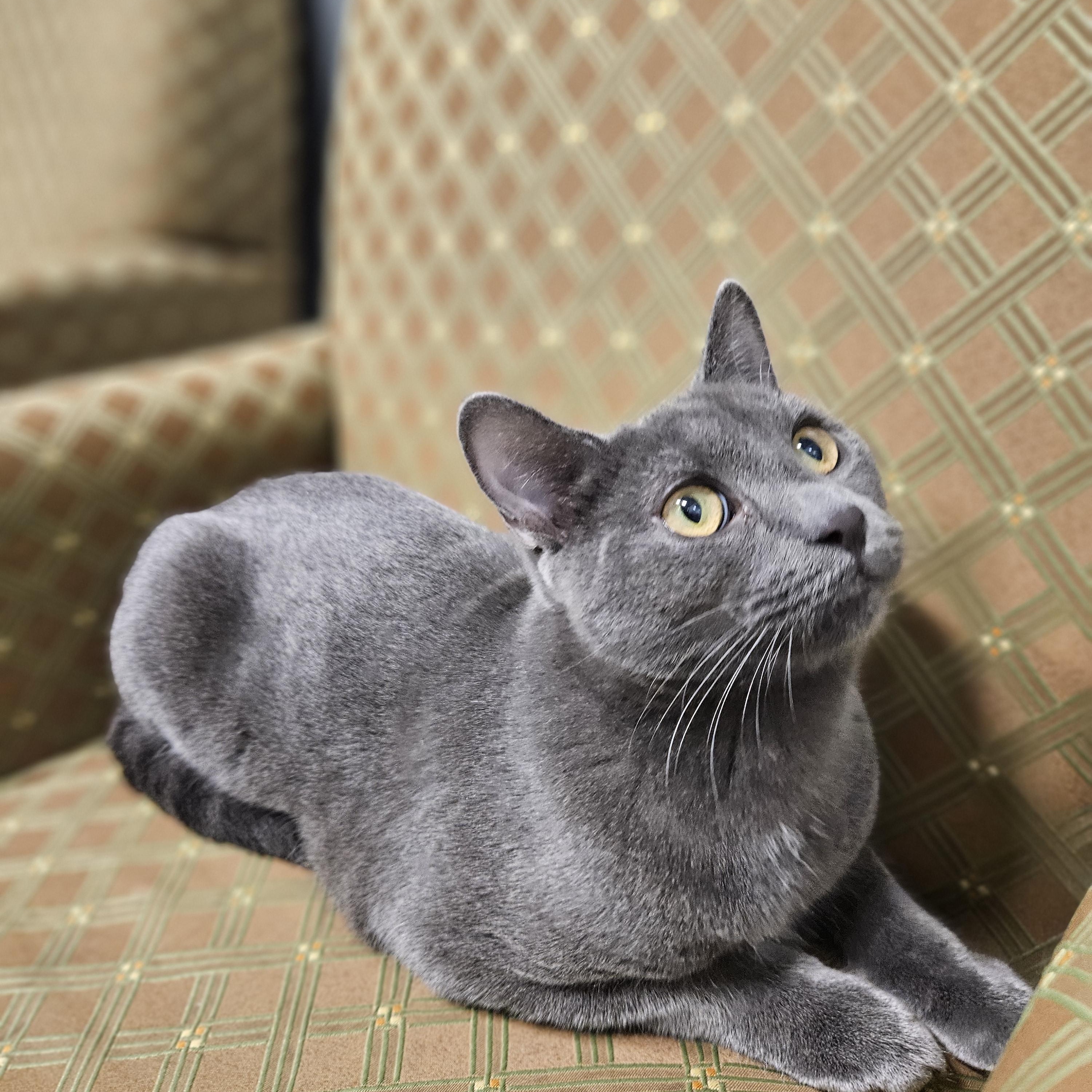 Enlarge Choice, a ADOPTABLE Domestic Short Hair in Endicott, NY image 3/4