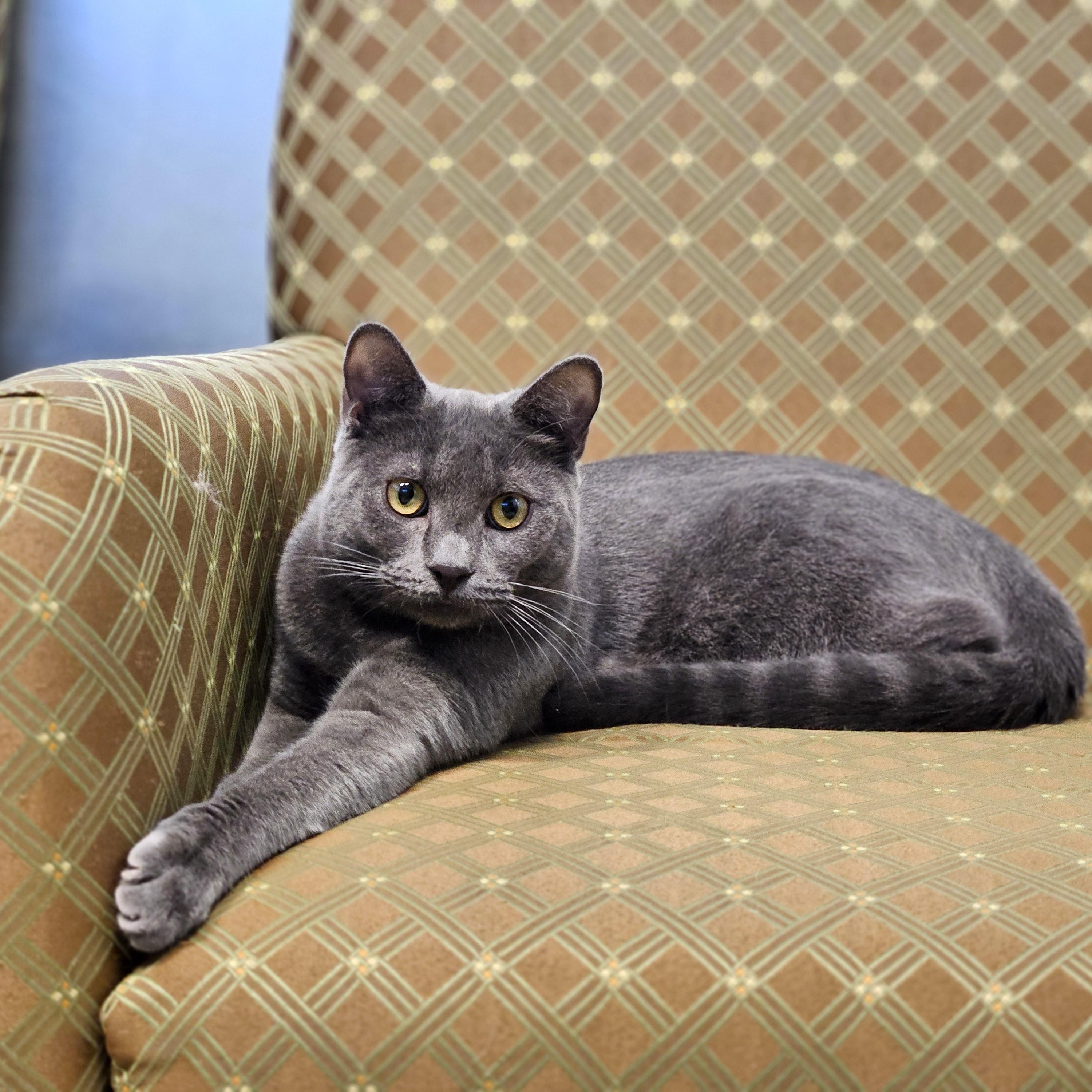 Enlarge Choice, a ADOPTABLE Domestic Short Hair in Endicott, NY image 4/4