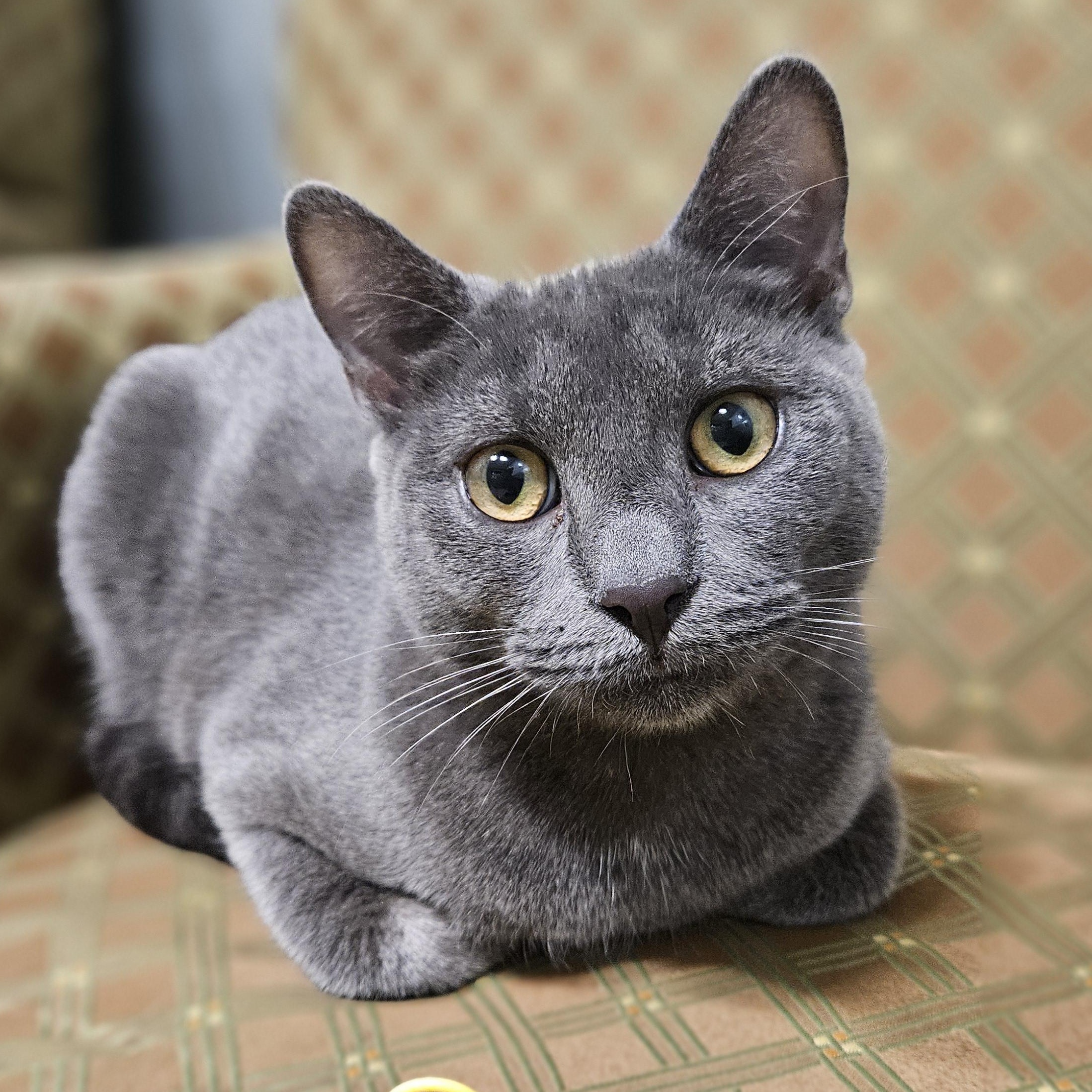 Choice, ADOPTABLE, Young Male Domestic Short Hair.