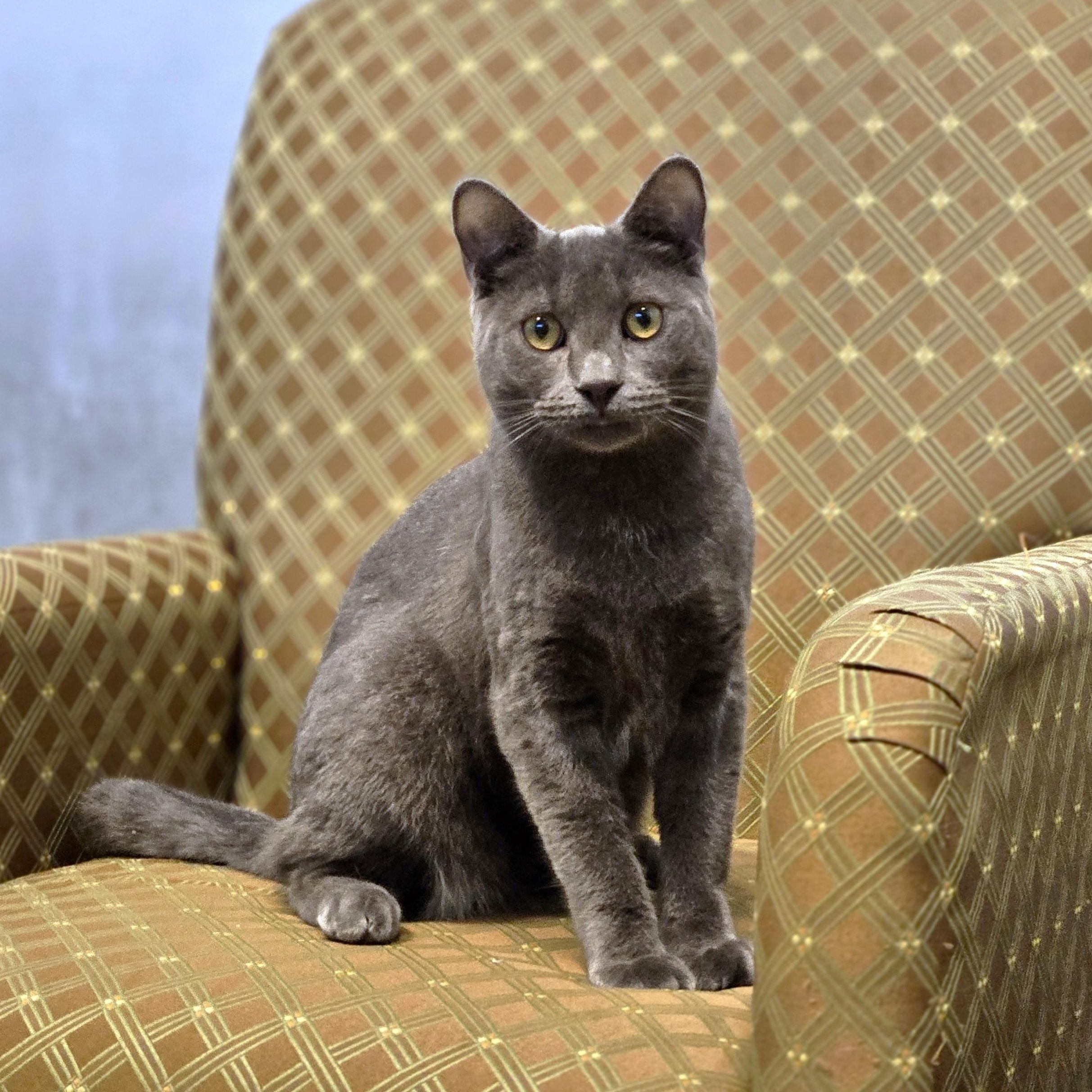 Enlarge Choice, a ADOPTABLE Domestic Short Hair in Endicott, NY image 2/4