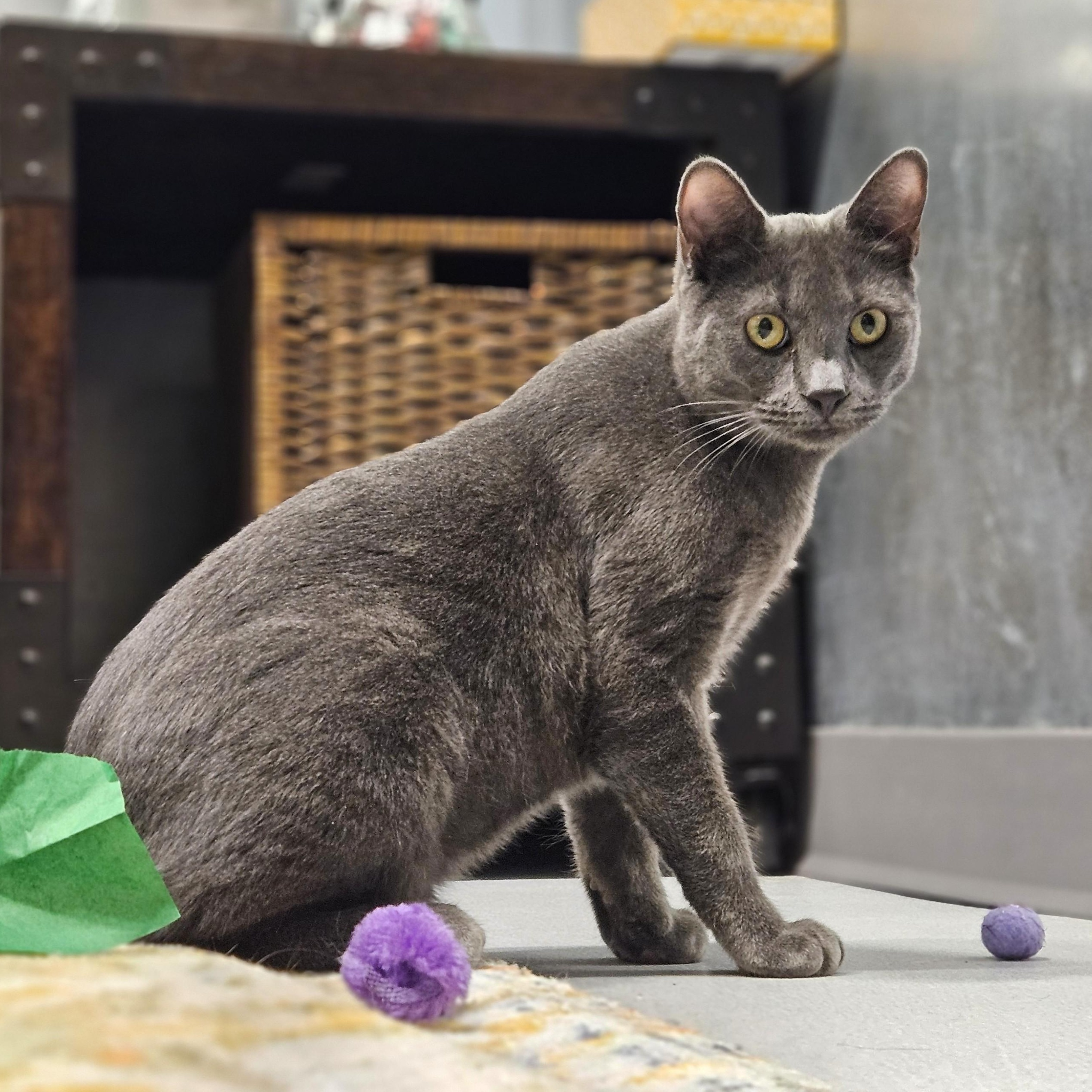 Enlarge Choice, a ADOPTABLE Domestic Short Hair in Endicott, NY image 4/5