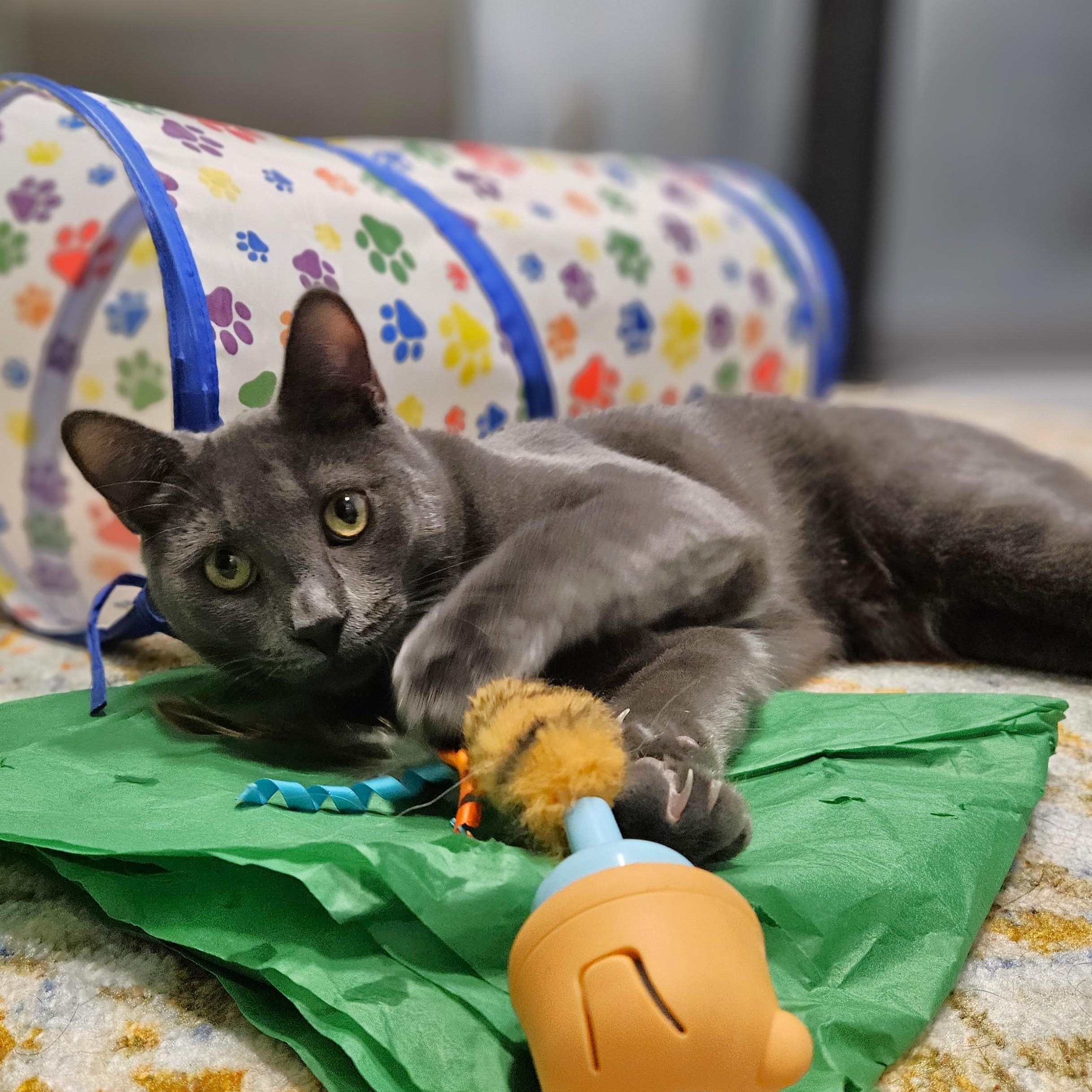 Enlarge Choice, a ADOPTABLE Domestic Short Hair in Endicott, NY image 5/5