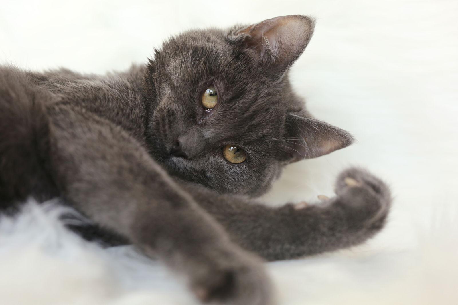 Enlarge Reggada (congenitally impaired), a Adoptable Domestic Short Hair in New Prague, MN image 1/3