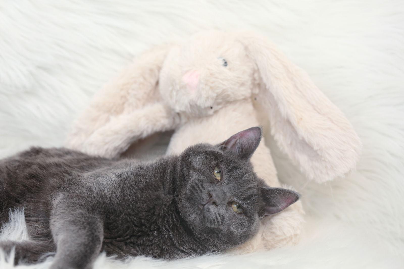 Enlarge Reggada (congenitally impaired), a Adoptable Domestic Short Hair in New Prague, MN image 2/3