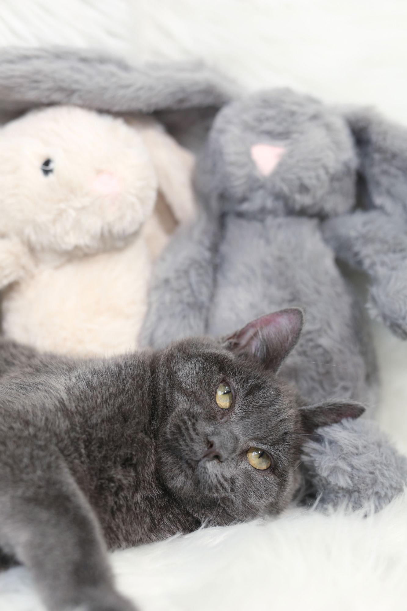 Enlarge Reggada (congenitally impaired), a Adoptable Domestic Short Hair in New Prague, MN image 3/3