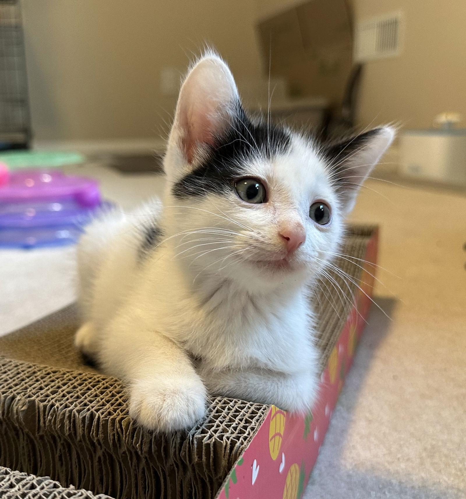 Bg Litter Jack, Adoptable, Young Male Domestic Short Hair.