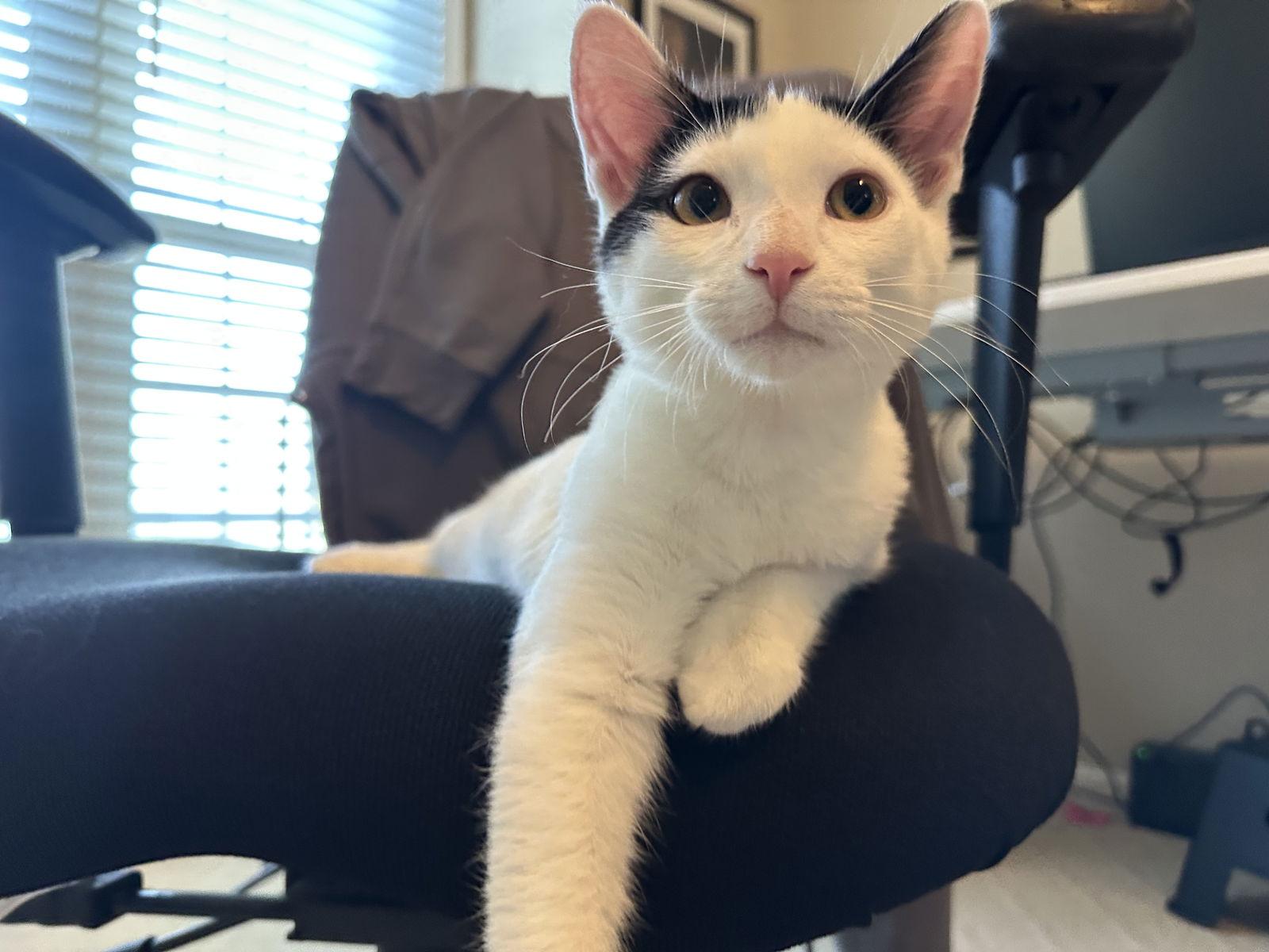 Enlarge Bg Litter Jack, a Adoptable Domestic Short Hair in Livonia, MI image 1/3