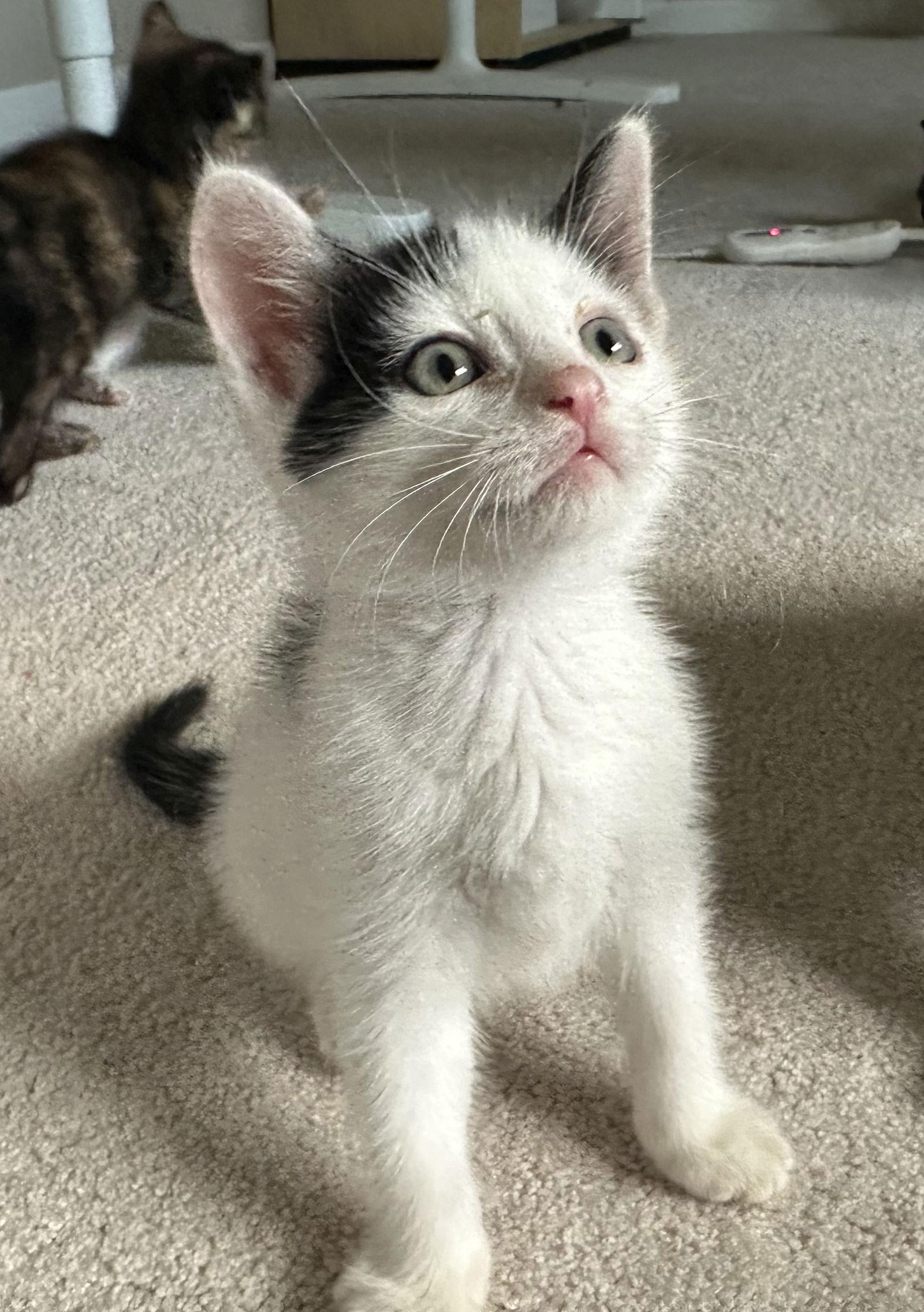 Enlarge Bg Litter Jack, a Adoptable Domestic Short Hair in Livonia, MI image 3/3
