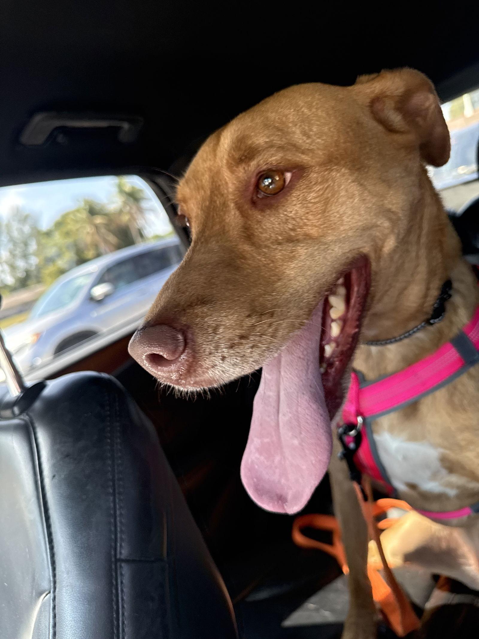 Honey, Adoptable, Adult Female Vizsla.