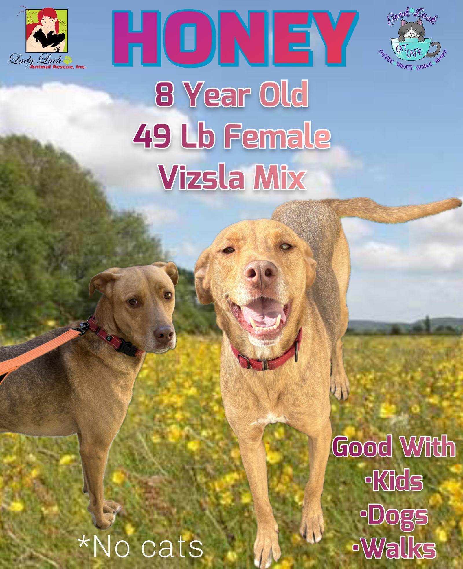 Enlarge Honey, a Adoptable Vizsla in Lighthouse Point, FL image 2/3
