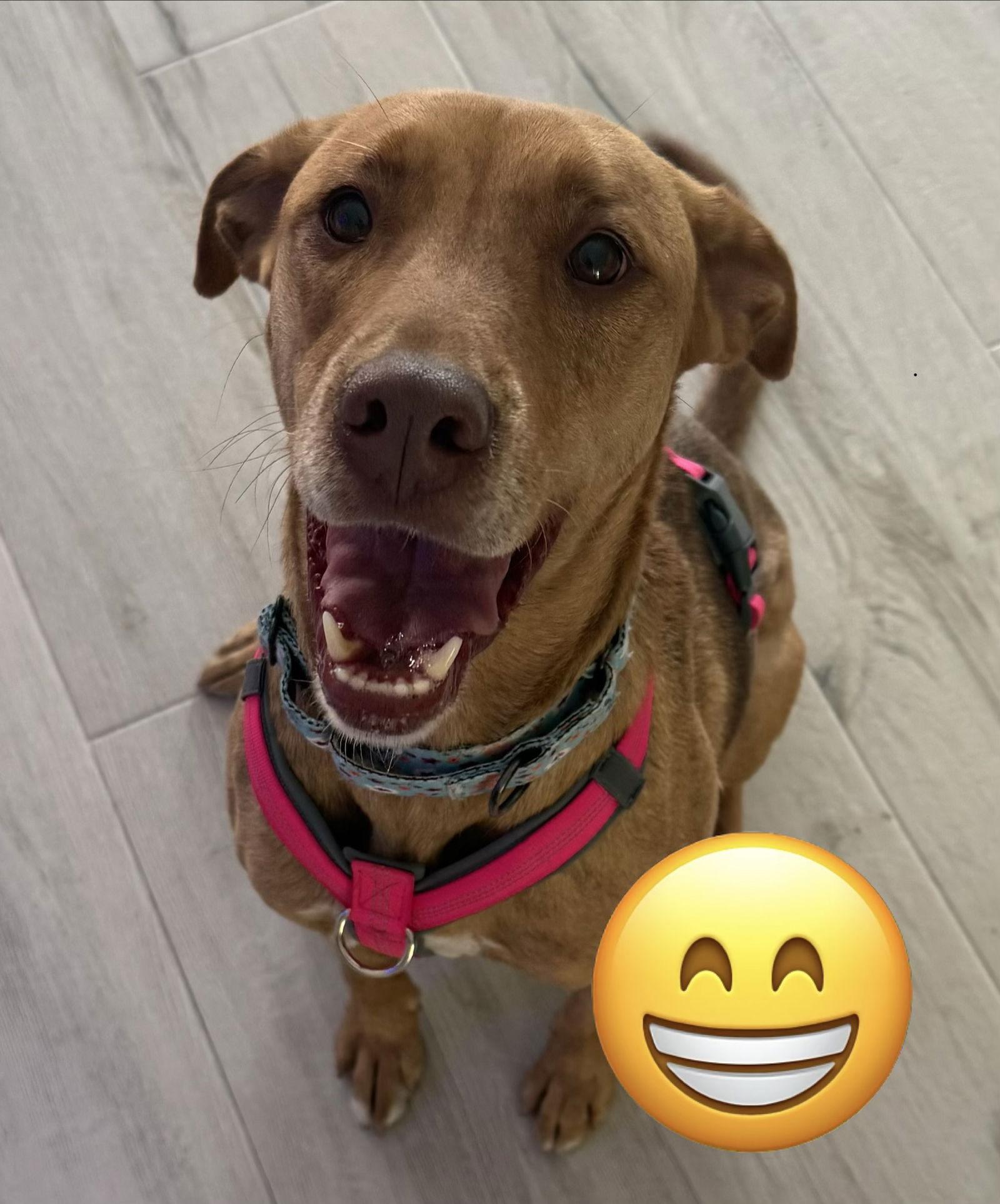 Enlarge Honey, a Adoptable Vizsla in Lighthouse Point, FL image 2/3