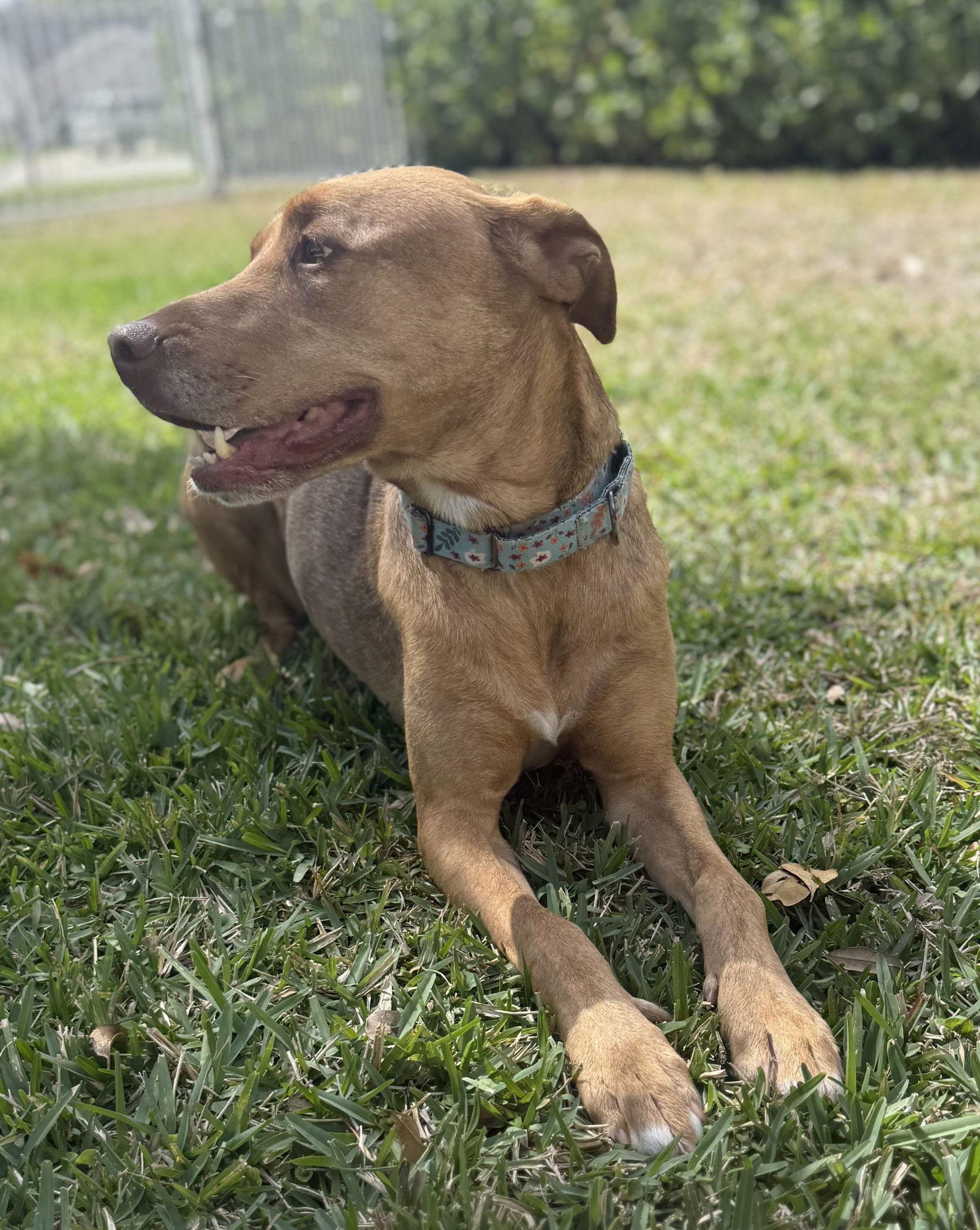 Enlarge Honey, a Adoptable Vizsla in Lighthouse Point, FL image 3/3