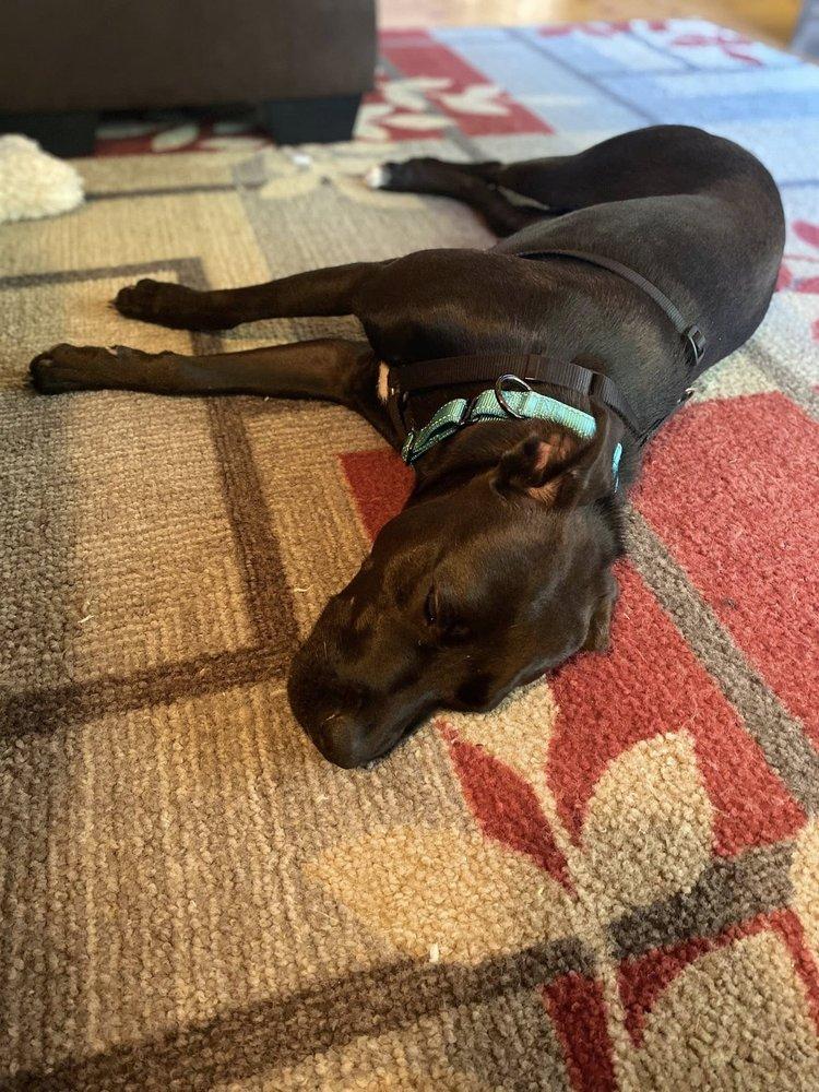 Enlarge Juniper, a Adoptable mixed breed in Hinesburg, VT image 2/4