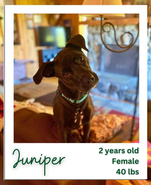 Enlarge Juniper, a Adoptable mixed breed in Hinesburg, VT image 1/4