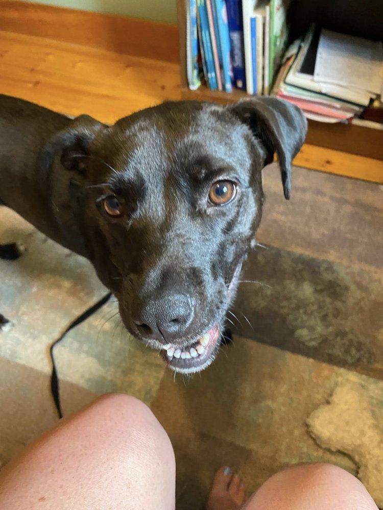 Enlarge Juniper, a Adoptable mixed breed in Hinesburg, VT image 3/4