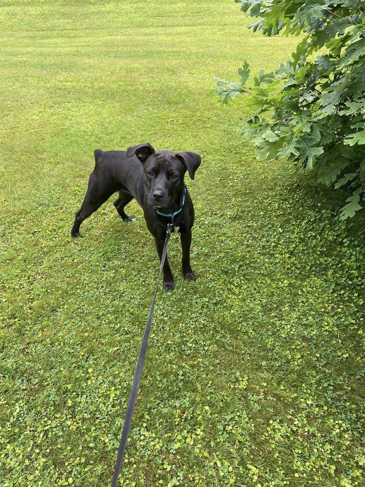 Enlarge Juniper, a Adoptable mixed breed in Hinesburg, VT image 4/4