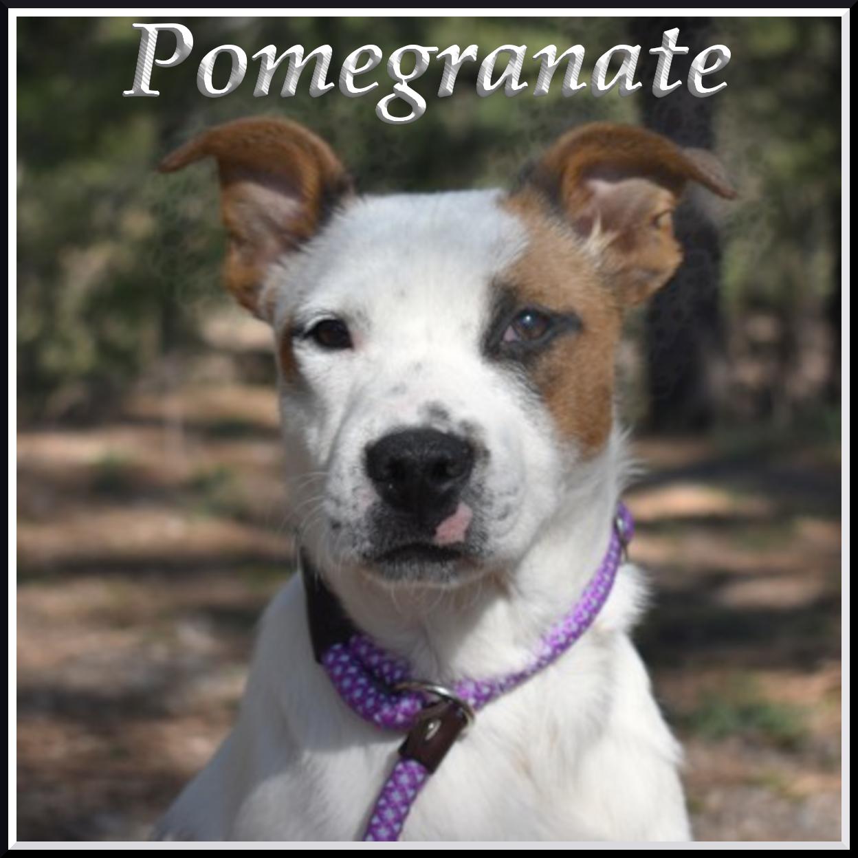 Pomegranate, an adoptable Australian Shepherd in Flagstaff, AZ, 86001 | Photo Image 1