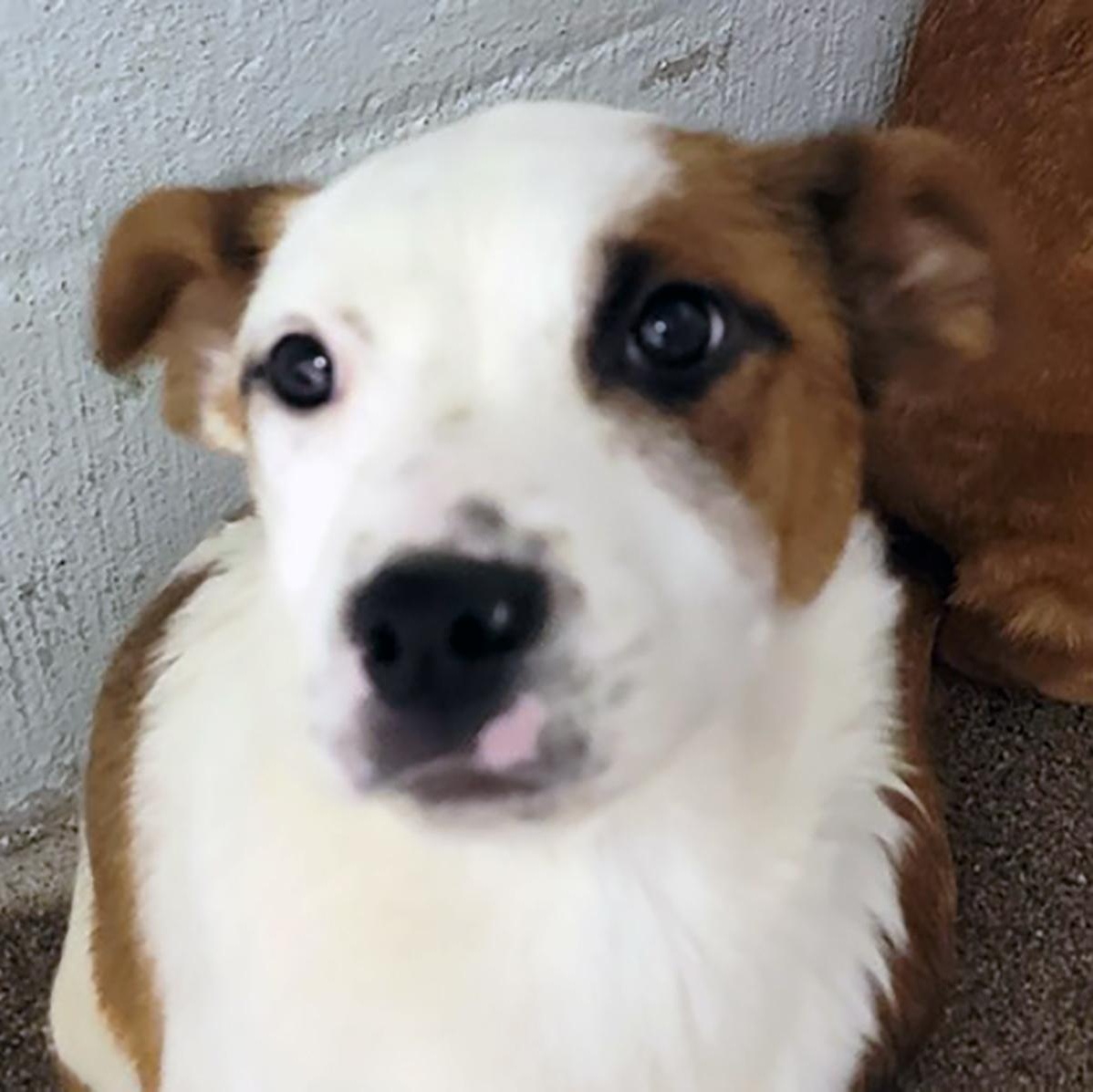Pomegranate, an adoptable Australian Shepherd in Flagstaff, AZ, 86001 | Photo Image 4