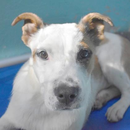 Pomegranate, a Adoptable mixed breed in Flagstaff, AZ image 4/5