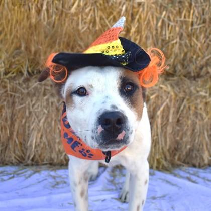 Pomegranate, Adoptable, Young Female Australian Shepherd.