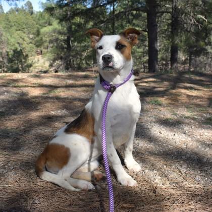 Pomegranate, a Adoptable mixed breed in Flagstaff, AZ image 3/5