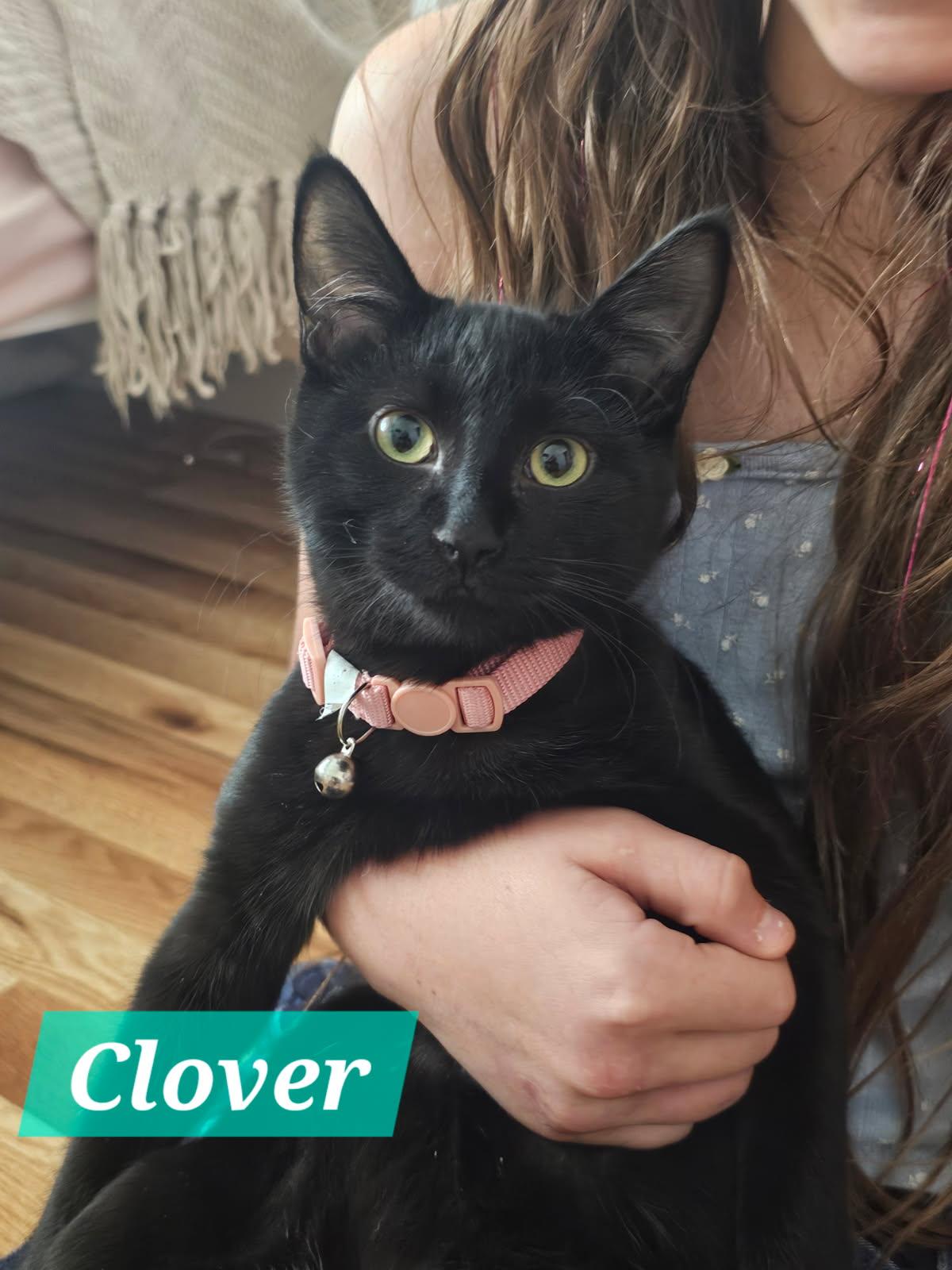 Enlarge Clover, a Adoptable Domestic Medium Hair in Yuma, AZ image 1/1