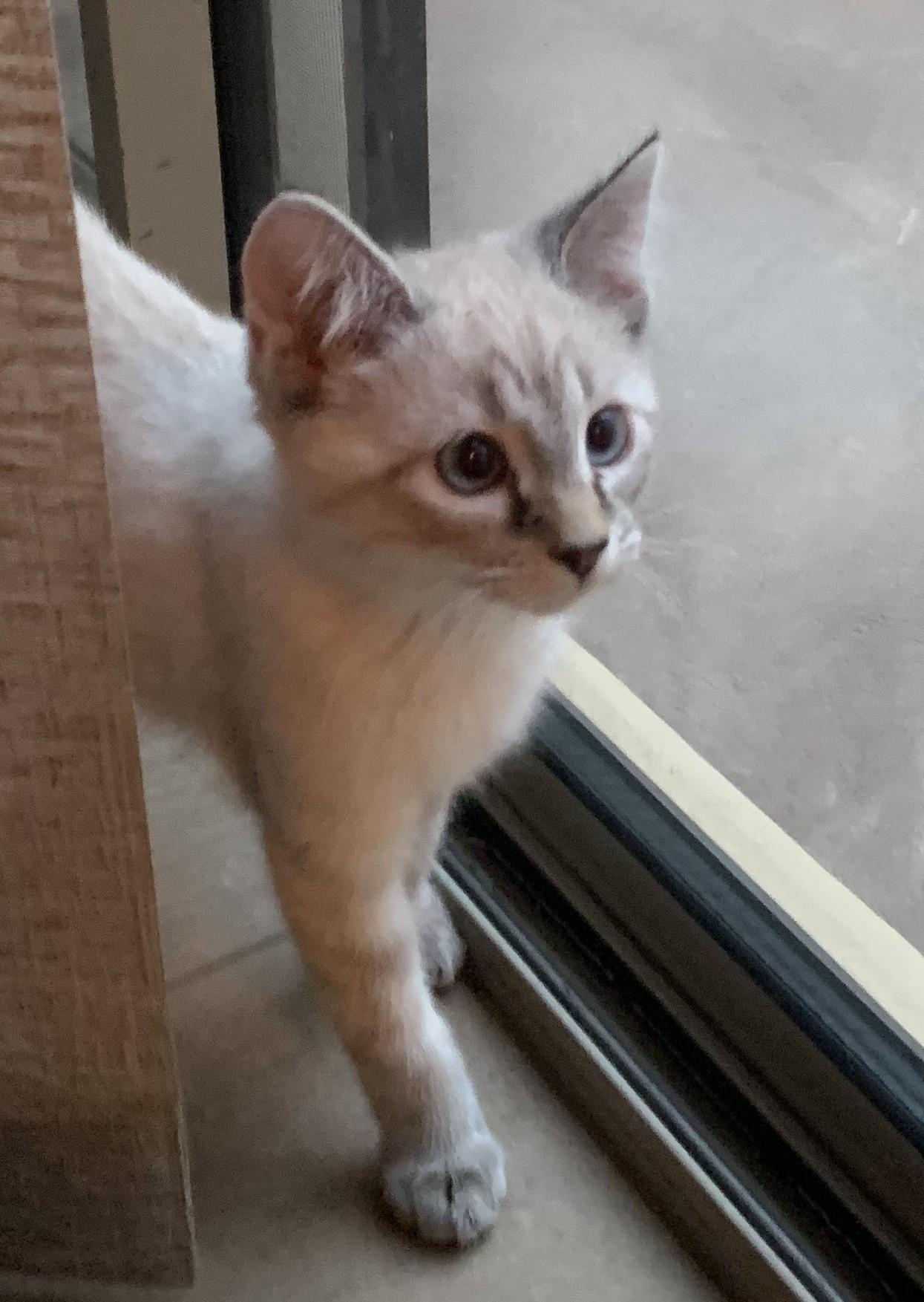 Butter - A Gentle, Shy Beauty Who Loves Her Siblings, adopted, Kitten Female Siamese.