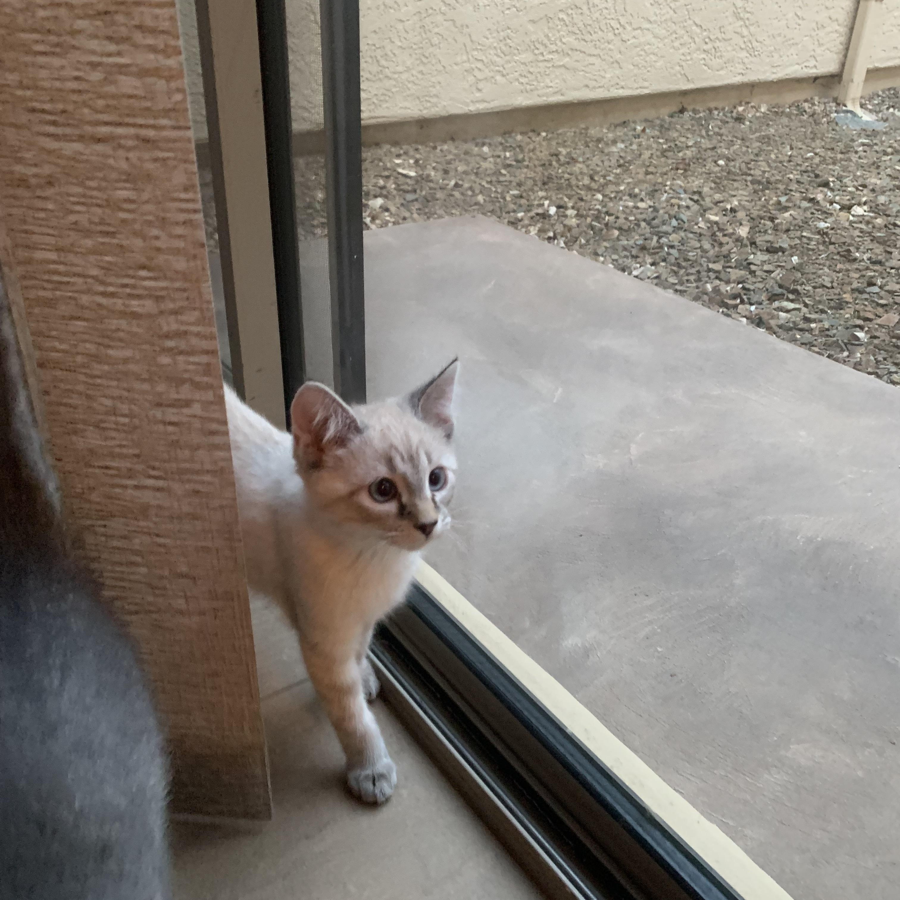 Enlarge Butter - A Gentle, Shy Beauty Who Loves Her Siblings, an adopted Siamese in Prescott, AZ image 2/2