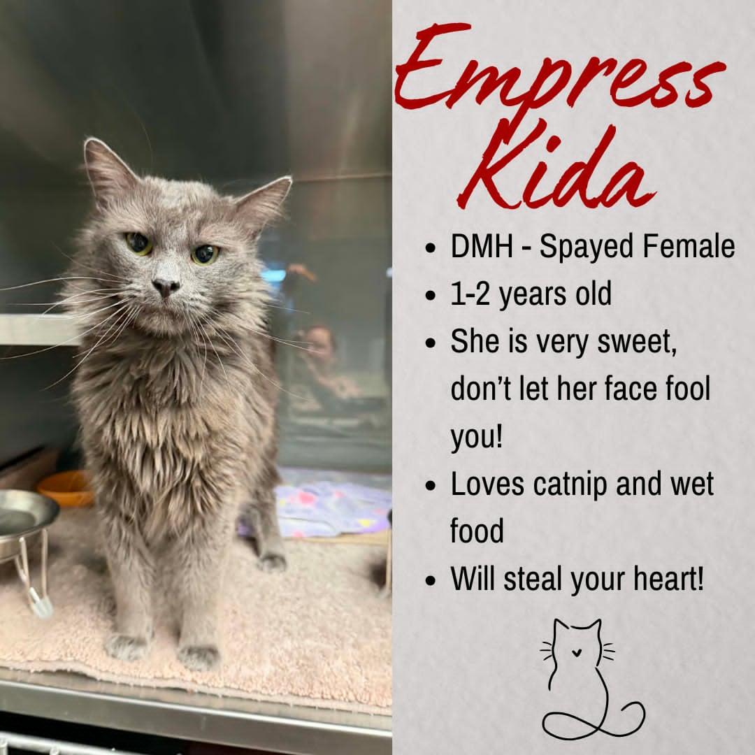 Enlarge Empress Kida, a ADOPTABLE Domestic Medium Hair in Junction City, KS image 1/1