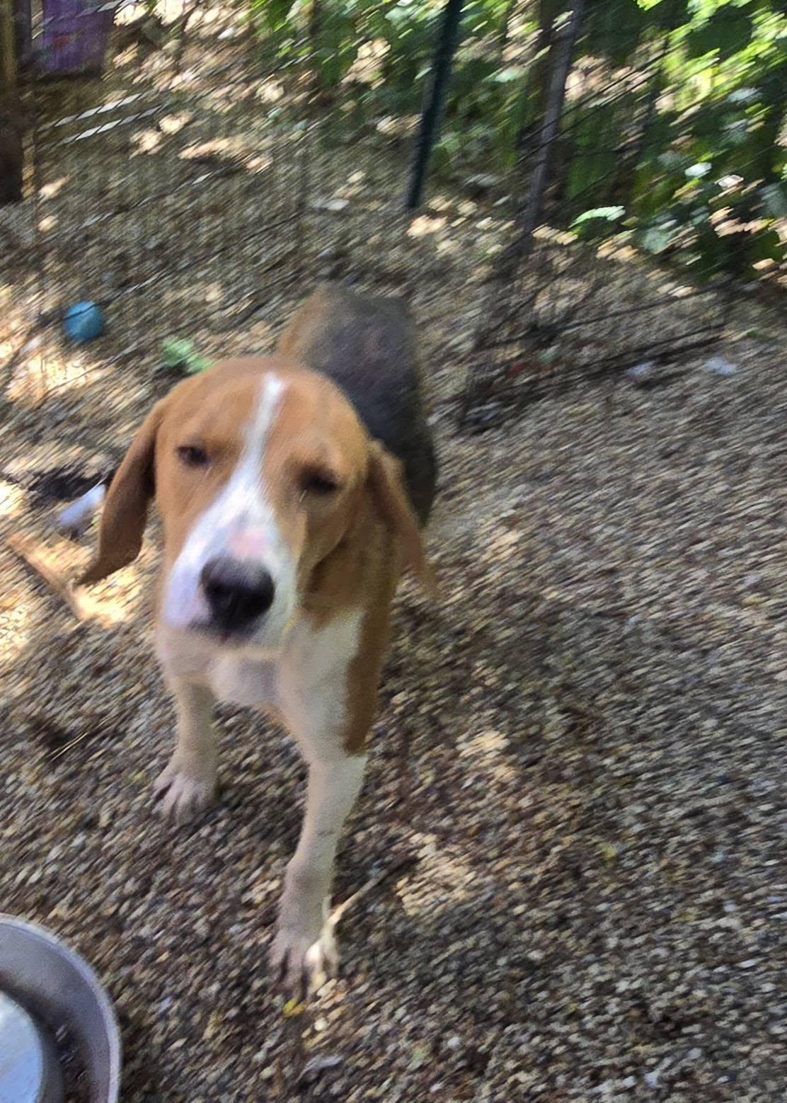Ben, Adoptable, Adult Male Coonhound.