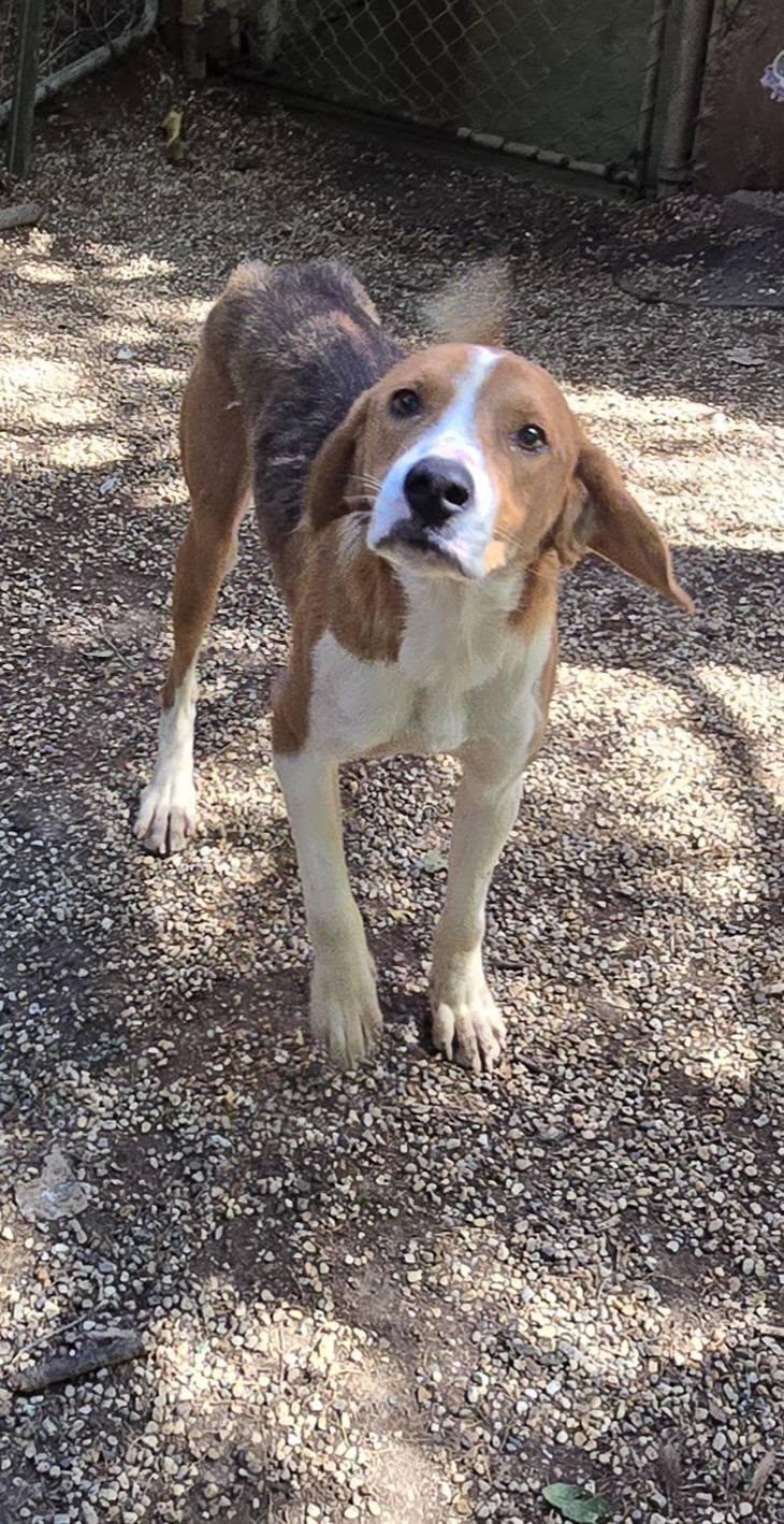 Enlarge Ben, a Adoptable mixed breed in Freeport, IL image 2/4