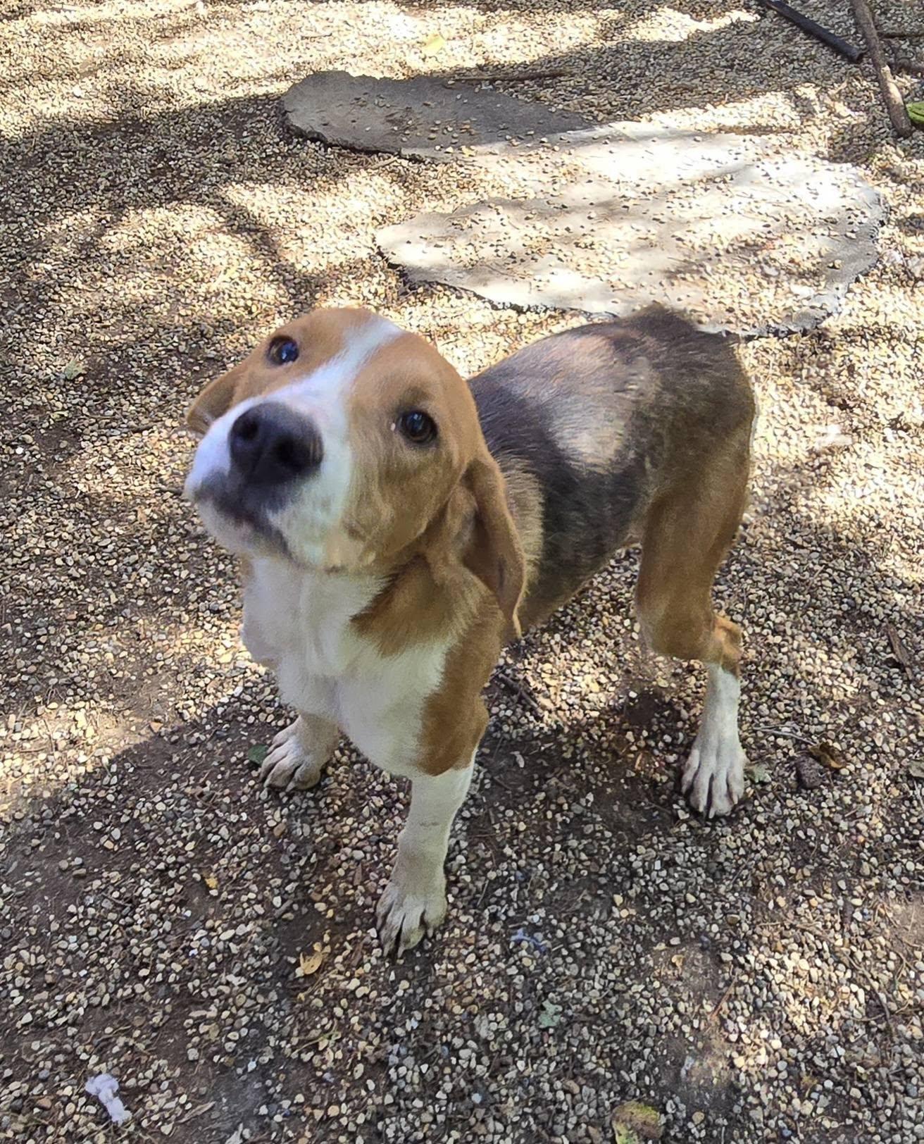 Enlarge Ben, a Adoptable mixed breed in Freeport, IL image 3/4
