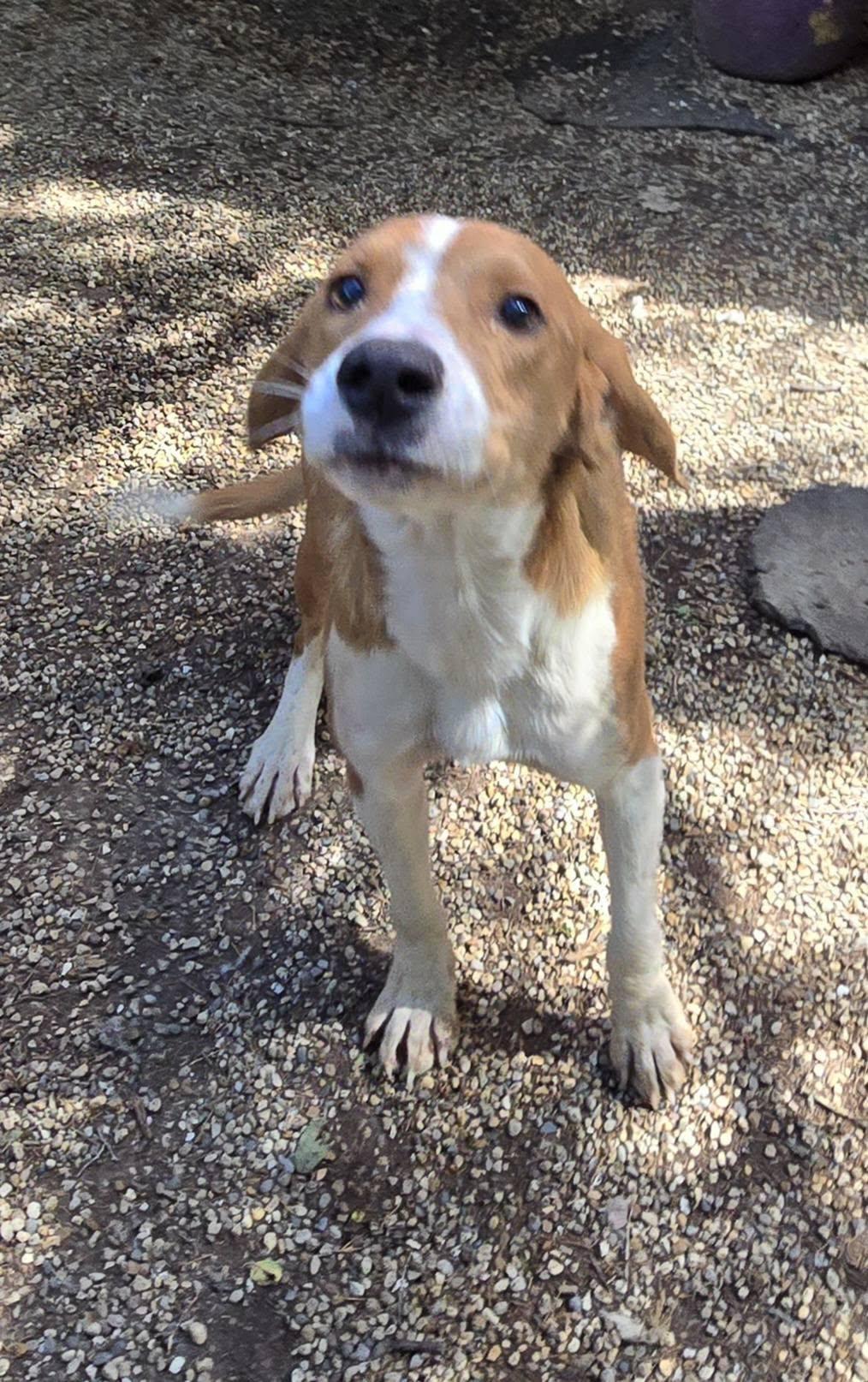 Enlarge Ben, a Adoptable mixed breed in Freeport, IL image 4/4