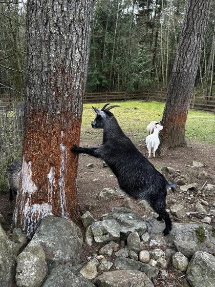 Janis, Adoptable, Adult Female Goat.