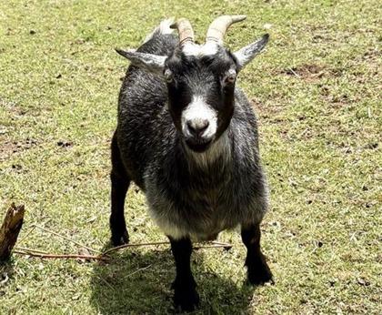 Janis, Adoptable, Adult Female Goat.