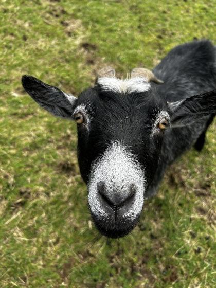 Janis, Adoptable, Adult Female Goat.