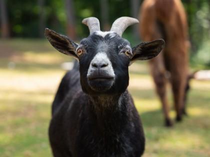 Janis, a Adoptable Goat in Sultan, WA image 2/3
