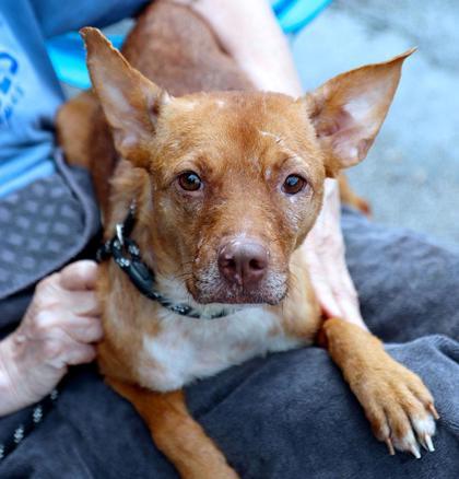 Valerie, Adoptable, Adult Female Mixed Breed & Mixed Breed.
