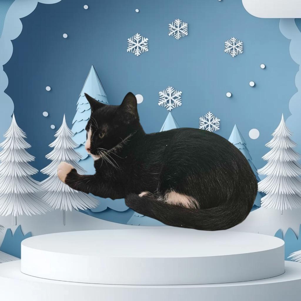 Carrie, Adoptable, Young Female Domestic Short Hair.